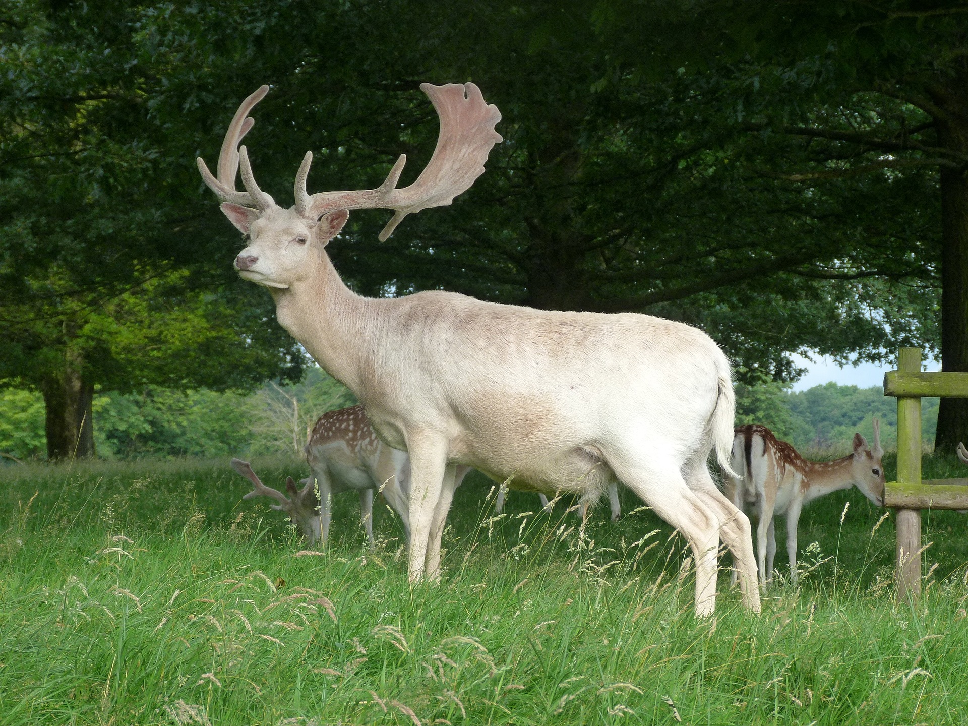 a white stag - regarded as a sacred animal by many